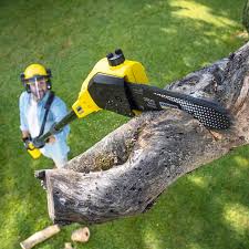 Best Lawn Grading and Leveling  in Cedville, AR